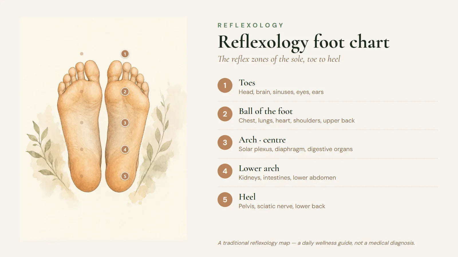 Reflexology foot chart: a pair of soles with the five reflex zones numbered and keyed to a legend — toes to head, ball to chest, arch to digestion, lower arch to kidneys/intestines, heel to lower back